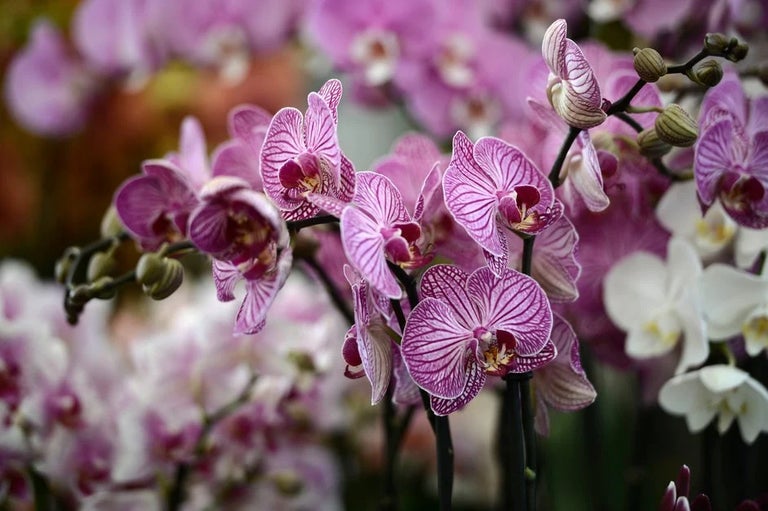 Moth orchids
