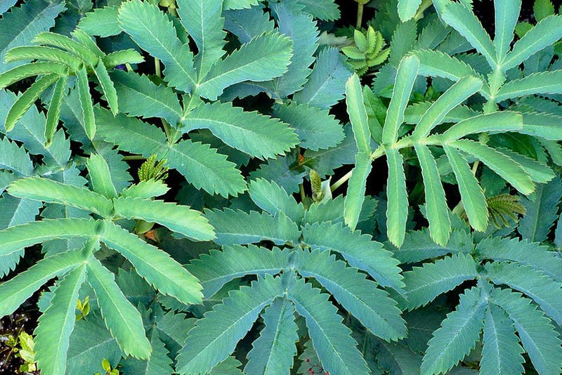Majestic melianthus