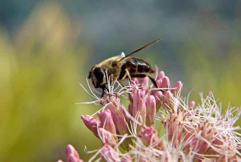 Drone fly (Eristalis species) on a flowerhead