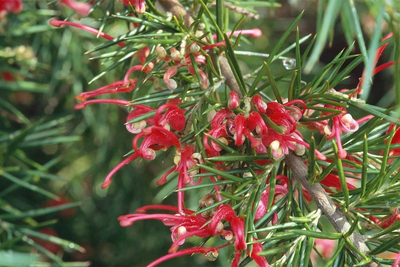 Drought-busting colour