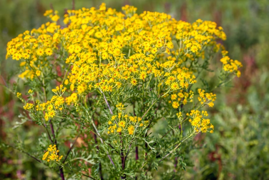 Ragwort | RHS Advice