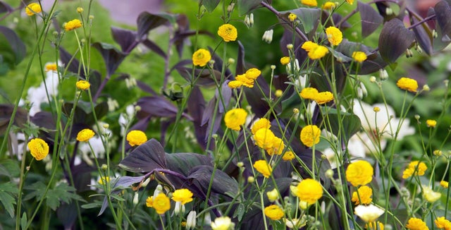 Discover <i>Ranunculus</i>