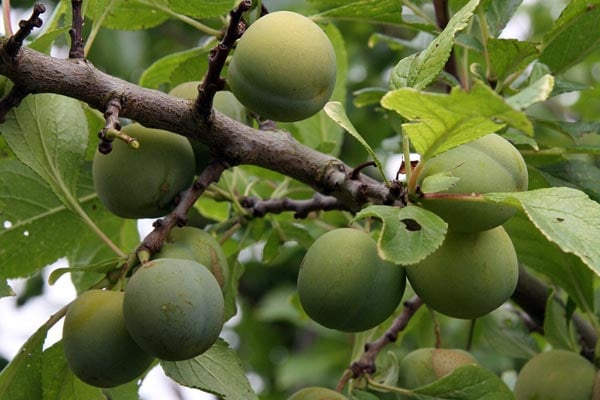 Buy gages at RHSplants.co.uk