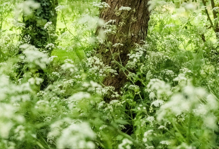 Cow parsley