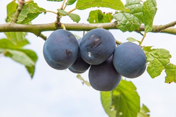 ‘Merryweather Damson’ AGM