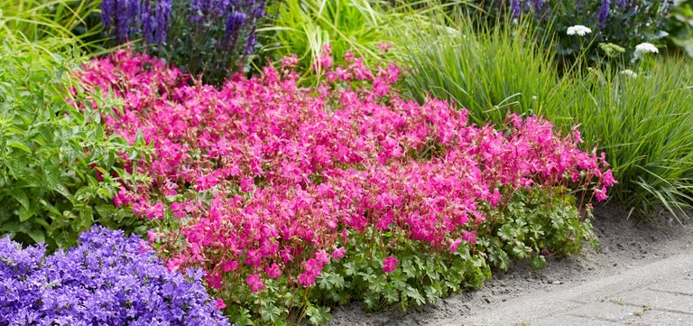 New plants: Geranium ‘Intense’