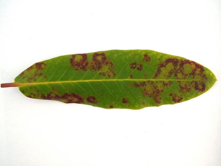 Rhododendron diseases: Symptoms &amp; Control | RHS Advice