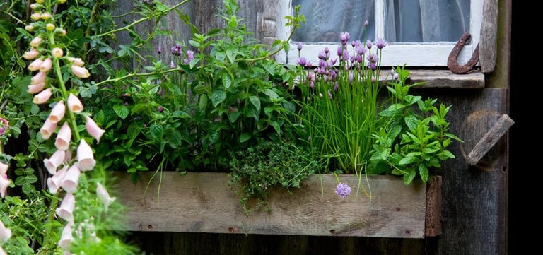 How to create a budget-friendly garden