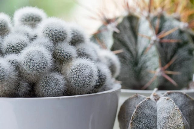 Find out more about houseplants