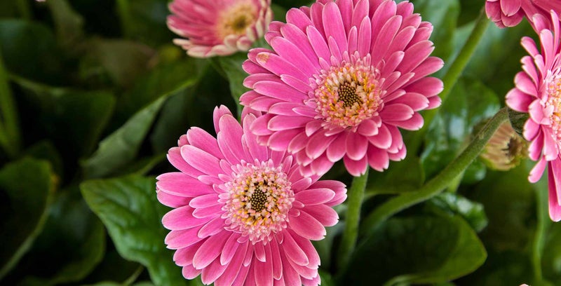 Gerbera / RHS Plant Guide