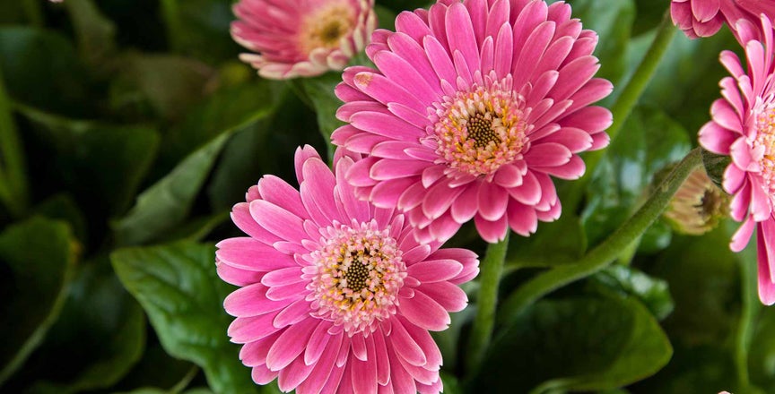 Gerbera / RHS Plant Guide