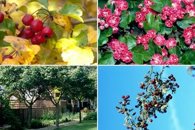 RHS guide to selecting hawthorn trees