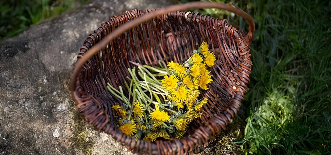 Dandelion root recipes from the garden