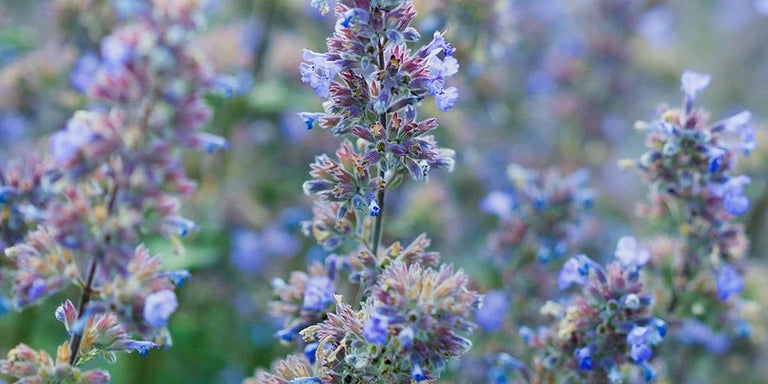 Buy nepeta from RHSplants.co.uk