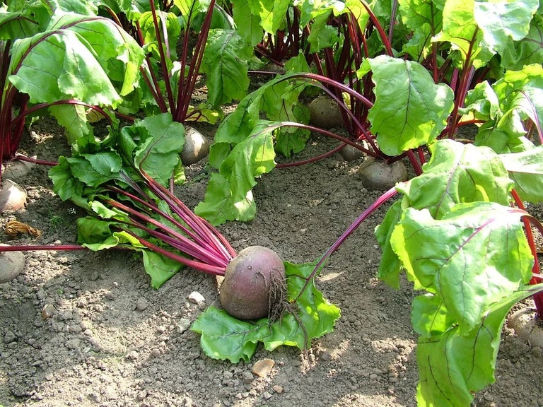 What to grow on your allotment