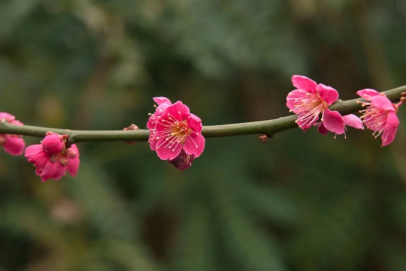 Oriental beauty