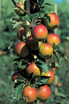 Best Pear Varieties for Your Garden | RHS Advice