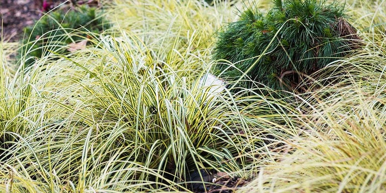 Buy Carex from RHSplants.co.uk