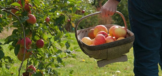How to eat homegrown apples for 11 months of the year