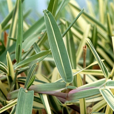 Stenotaphrum secundatum ‘Variegatum’
