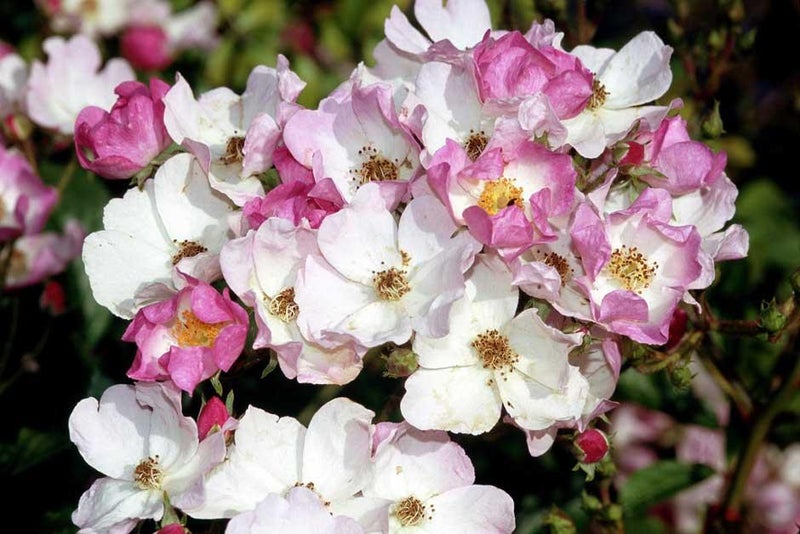 Prolific single flowers