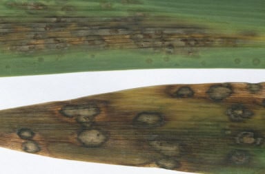 Iris leaf spot