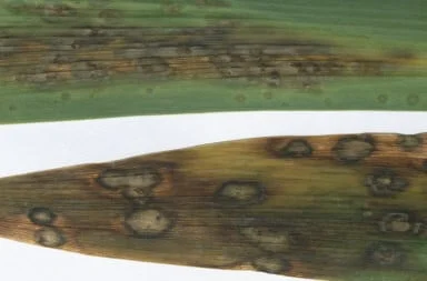 Iris leaf spot