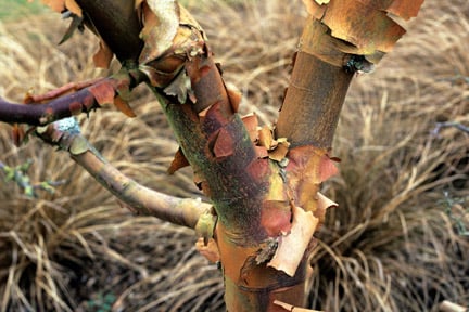 Trees for Smaller Gardens | RHS Advice
