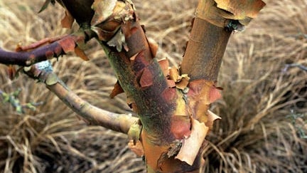 Serviceberry Tree In Spring Trees for Smaller Gardens | RHS Advice