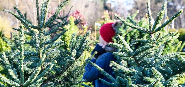 Grow your own Christmas tree