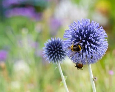 Seven steps to a greener garden
