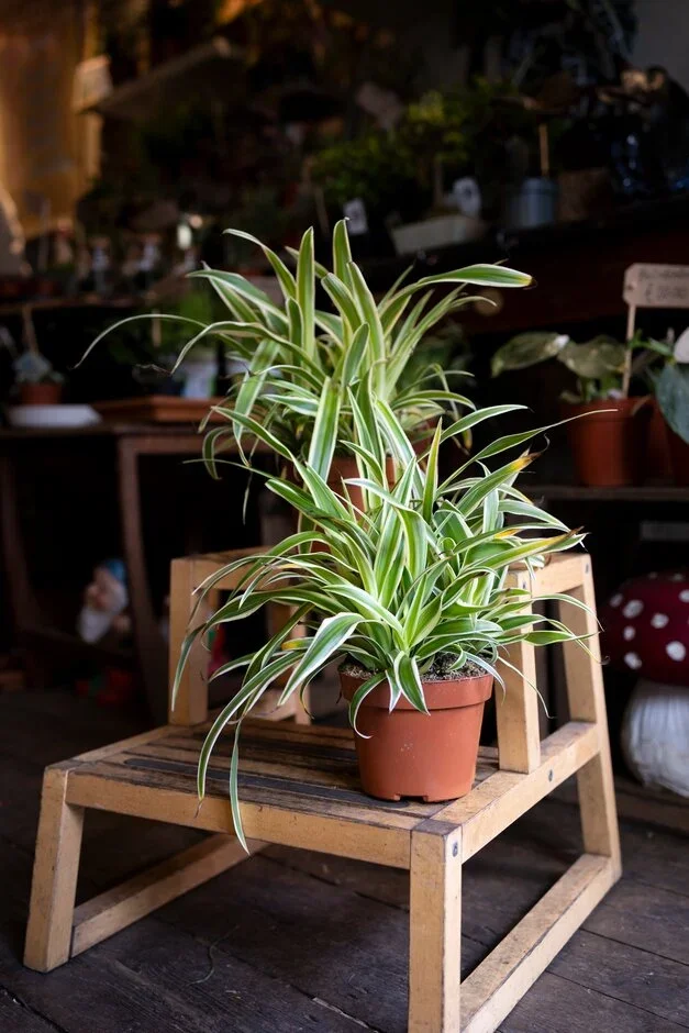 Chlorophytum comosum (spider plant)