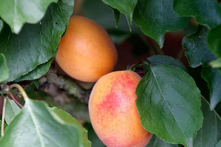 Buy apricots at RHSplants.co.uk