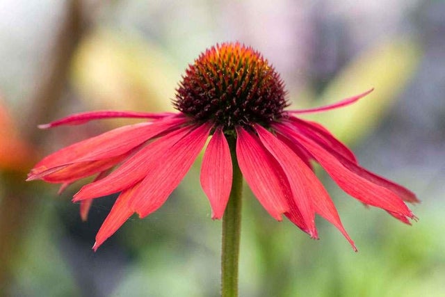 Search our online plant database