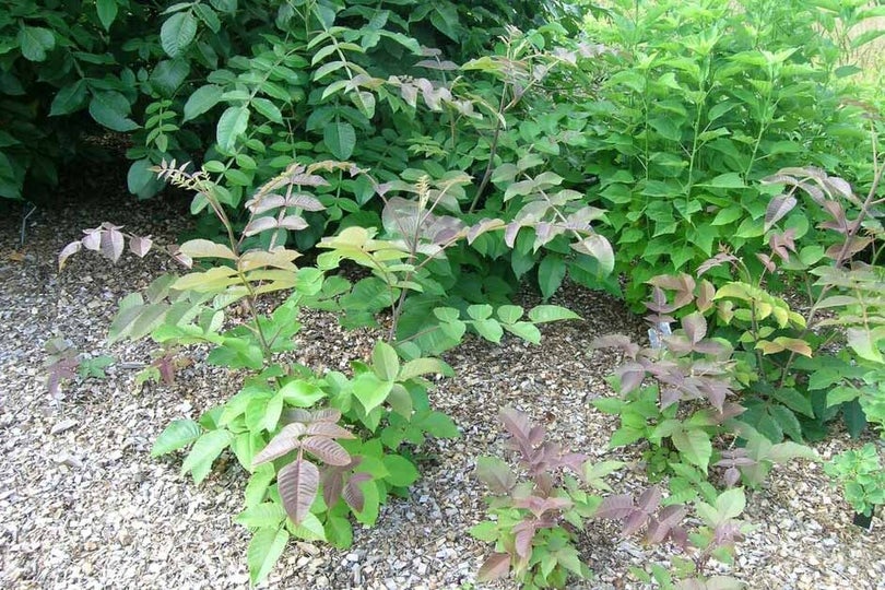 Potentially invasive plants | RHS Advice