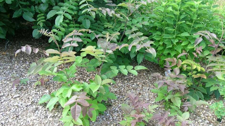 Fuchsia Roots Invasive Potentially invasive plants | RHS Advice