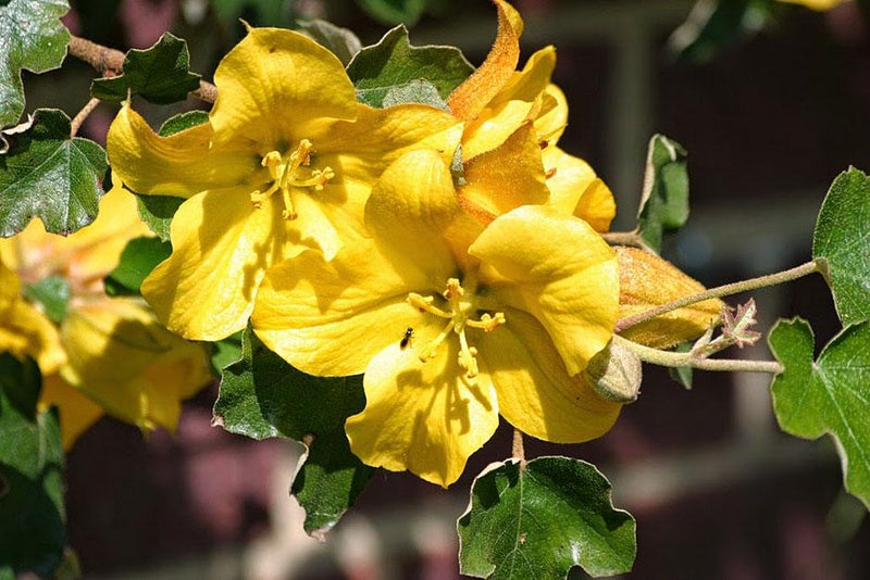 California gold
