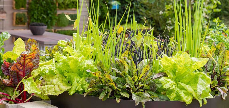 How to grow veg when you’re short on space