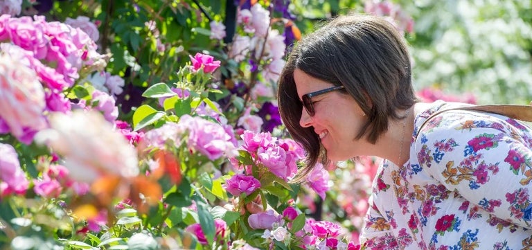 10 award-winning roses for your garden