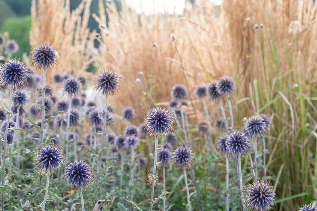 Find sustainable planting combinations