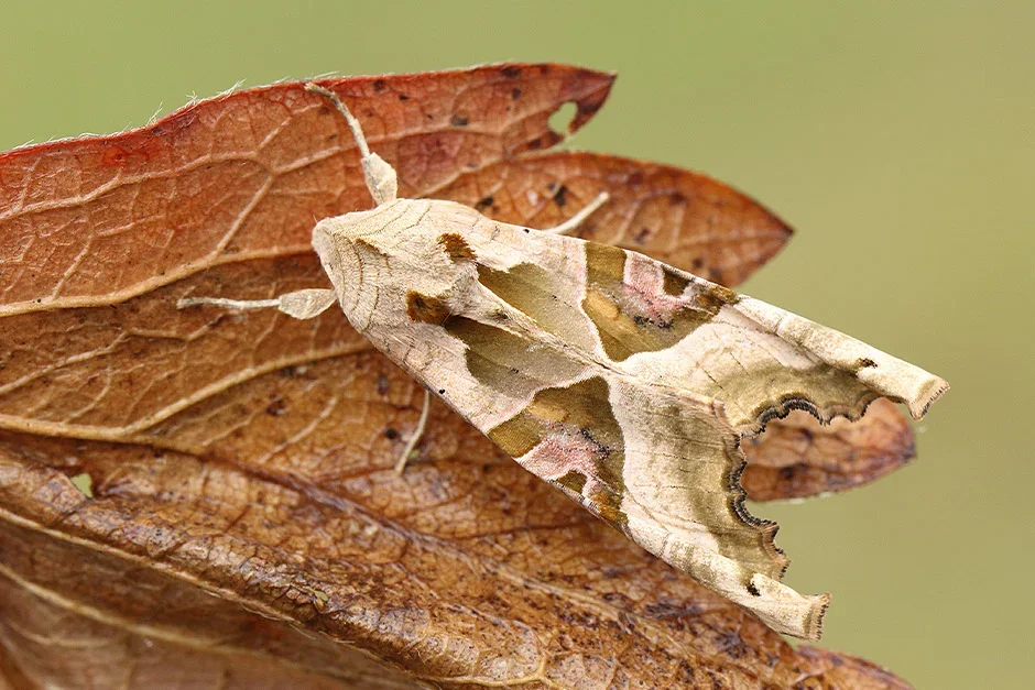 Angle shades (Phlogophora meticulosa)