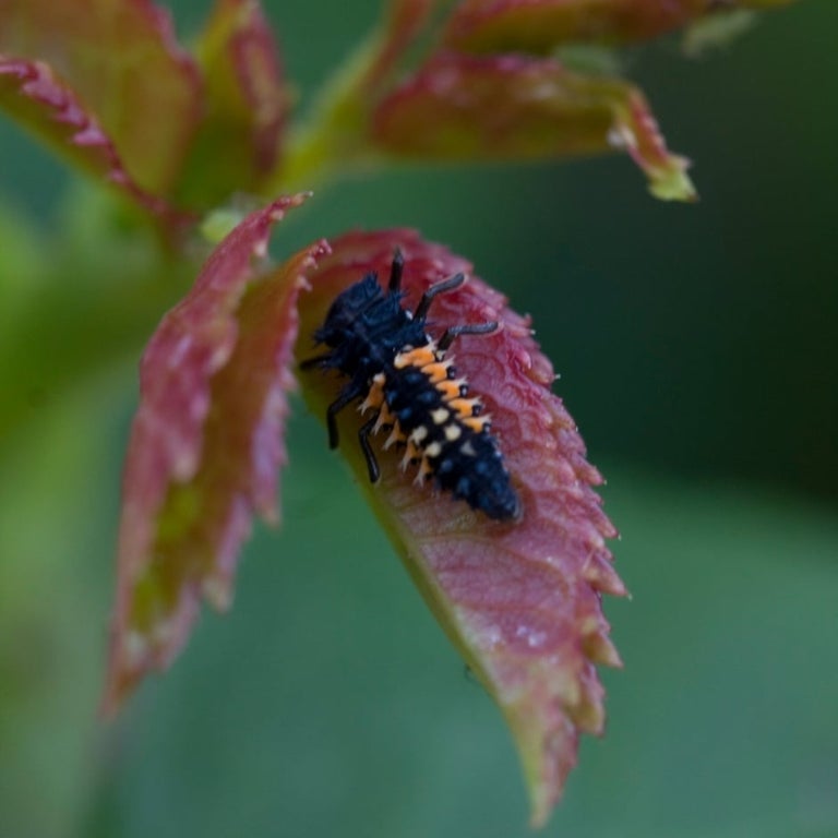 Beneficial insects and bugs 