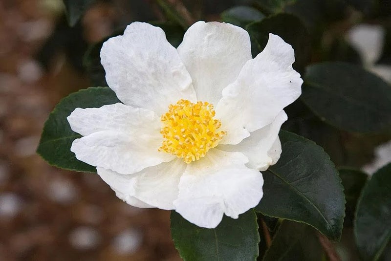Winter-flowering camellia
