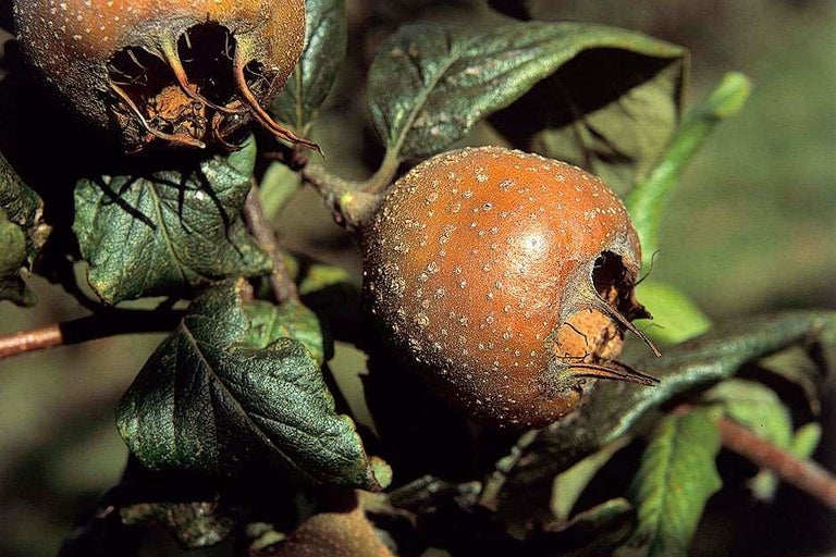 Buy medlars at RHSplants.co.uk