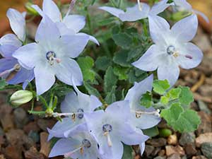 Campanula (Bellflower) / RHS Plant Guide
