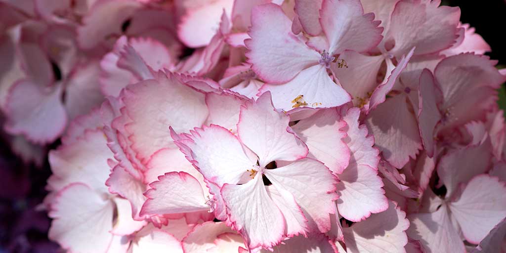 Hydrangea Semmannii Rhs Hydrangea / RHS Plant Guide