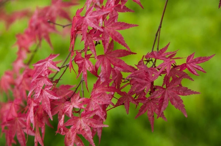 Which plants suffered most from this summer's extreme heat?