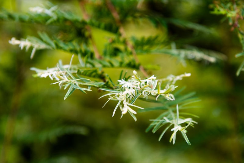 Metasequoia glyptostroboides 'White Spot'