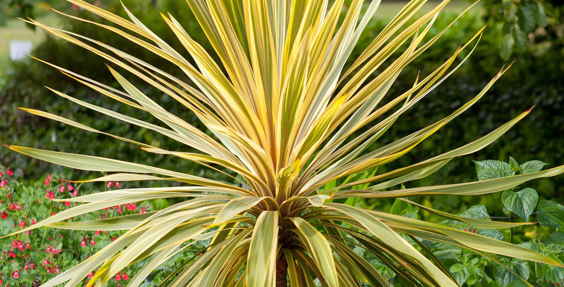 Cordyline / RHS Plant Guide