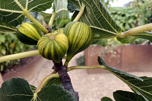 Top tips from the fig National Collection